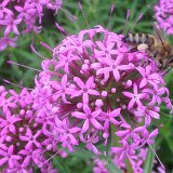 Phuopsis stylosa = Crucianella stylosa - Crucianelle ou Lilas de terre  / juin 2017