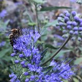 Barbe bleue, Spirée bleue, Caryopteris de Clandon / septembre 2023