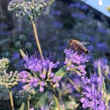 Barbe bleue, Spirée bleue, Caryopteris de Clandon / septembre 2023