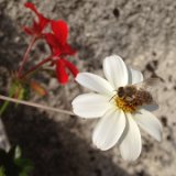 Bidens pilosa – Herbe à aiguilles / juin 2018