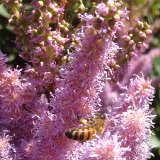 Astilbe / juillet 18