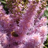 Astilbe / juillet 18