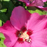 Hibiscus /  juillet 2019