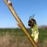 Saule Marsault fleur femelle / mars 2020