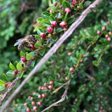 Cotonéaster horizontal / mai 2024