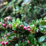 Cotonéaster horizontal / mai 2024
