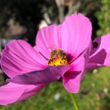 Cosmos bipinnatus rose / septembre 2020