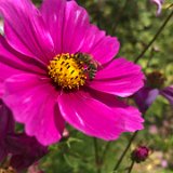 Cosmos fuchsia / septembre 2020