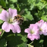 Géranium vivace Dreamland / mai 2024