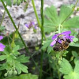 Géranium des bois - Geranium sylvaticum L.  / mai 2024