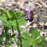 Géranium des bois - Geranium sylvaticum L.  / mai 2024