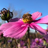 Cosmos bipinnatus rose / novembre 2020