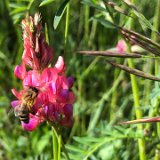 Sainfoin ( esparcette ) / Juin 2021