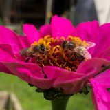 Zinnia / juillet 2024