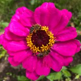 Zinnia / juillet 2024
