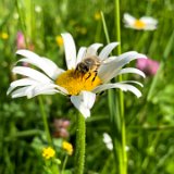 Marguerite / juin 2021