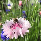 Bleuet rose / juin 2021