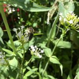 Valériane des jardin blanc (Centranthe)  / juin 2021