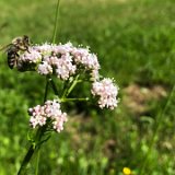 Valériane officinale / juin 2021