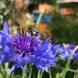 Bleuet bleu / juillet 2024