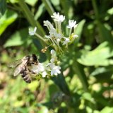 Valériane des jardin blanc (Centranthe)  / juin 2021