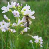 Cardamine des prés / avril 09