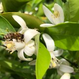 Oranger de mon jardin / juin 2021