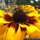 Rudbeckia  / juillet 2024