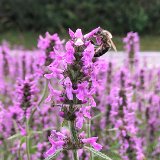 Épiaire officinale ou bétoine / juillet 2024