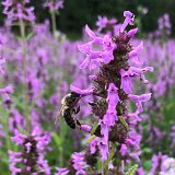 Épiaire officinale ou bétoine / juillet 2024