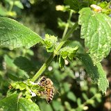 Mélisse officinale ( citronnelle ) / juillet 2024