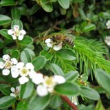 Cotonéaster dammeri / mai 09