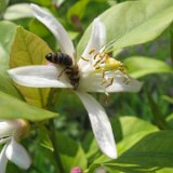 Citronnier de mon jardin / juillet 09