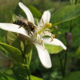 Citronnier de mon jardin / juillet 09