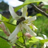 Citronnier de mon jardin / juillet 09