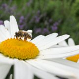 Marguerite / juiillet 2021