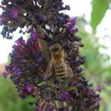 Buddleia, arbre à papillons / juillet 09