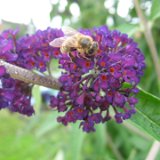 Buddleia, arbre à papillons / juillet 09