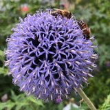 Chardon bleu, echinops / août 2021