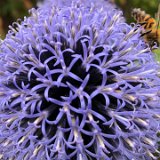 Chardon bleu, echinops / août 2021