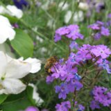 Phlox –  Jardin de Chenonceau / juillet 09