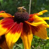 Rudbeckia chocolat orange / août 2021
