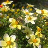 Aster Bidens ferulifolia / septembre 2024