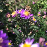 Aster 5 /  septembre 2024