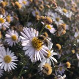 Aster 4 /  septembre 2024
