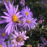 Aster 3 /  septembre 2024