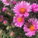 Aster 6 /  septembre 2024