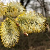 Saule Marsault fleur mâle / mars 2022