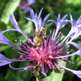 Centaurée vivace / mai 2010