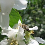 Philadelphus / juillet 2010